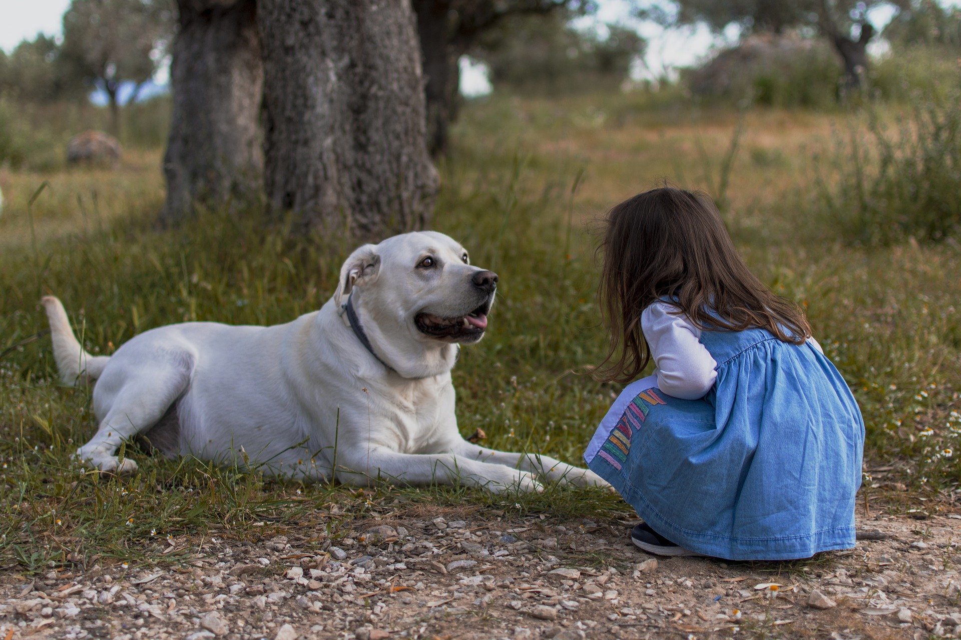 孫と犬